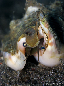 "Peek-a-boo!".....Strombidae by Brian Mayes 